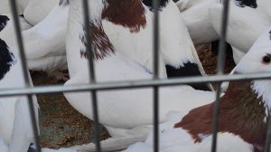 30.03.2025г Кропоткин Ярмарка ч. 2👍