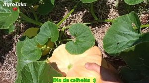 Como Plantar Abóbora Moranga no Campo