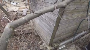 Обрезка яблони по типу "Пизанская башня". Сроки обрезки сада в Средней полосе