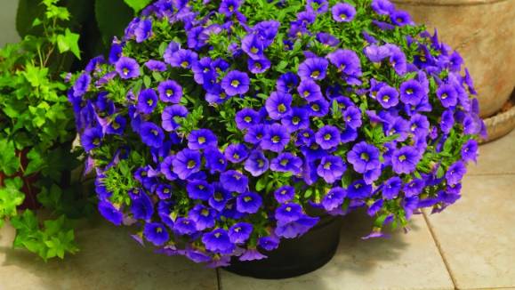 Выращивание калибрахоа в открытом грунте, кашпо и в домашних условиях смотреть онлайн