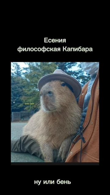 #мем #мемы #шортс #капибара смотреть онлайн