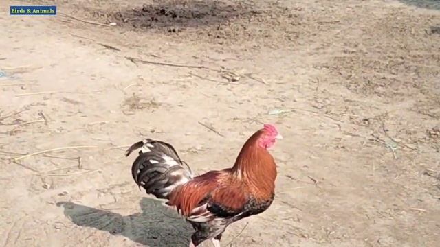 Rooster Sound | Amazing Rooster Crowing Sounds Effect Video