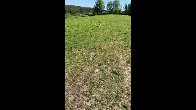 Дрессировка непослушного джек рассела. Встреча с медведем 2024