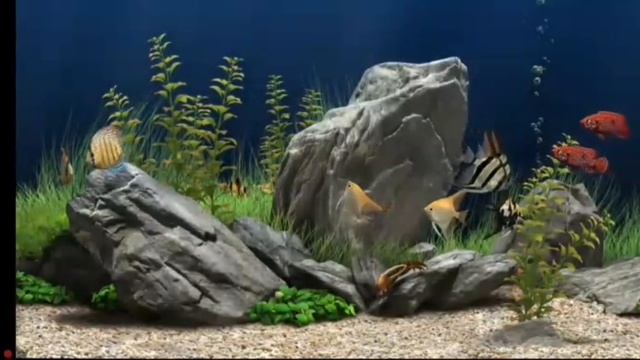 Рыбки. Музыка. Релакс.