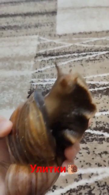 улитки ахатины 🐌 смотреть онлайн