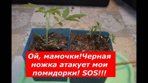 Черная ножка на рассаде томатов