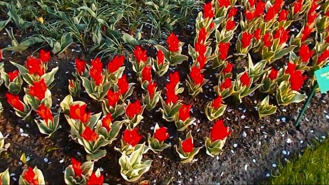 Tulipa Praestans 'Fusilier' & Others - Tulipan Dostojny - Tulips - Keukenhof