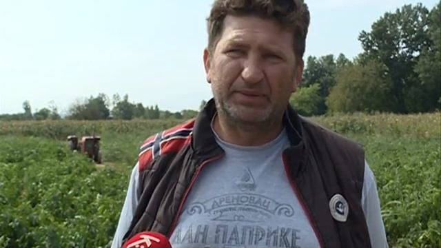 Info - Uzgoj paprika u Drenovcu kod Paraćina - (TV KCN 16.09.2020) смотреть онлайн