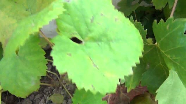 ч 2. Когда ОБРЕЗАТЬ взрослые кусты ВИНОГРАДа осенью смотреть онлайн