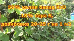 Важные работы с виноградом в Августе.  Народный миф про монокалийфосфат