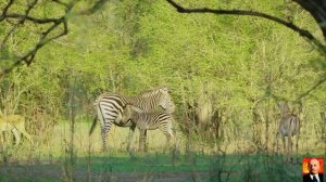 ЖИРАФЫ - Самые высокие животные в мире - Документальный фильм о дикой природе .