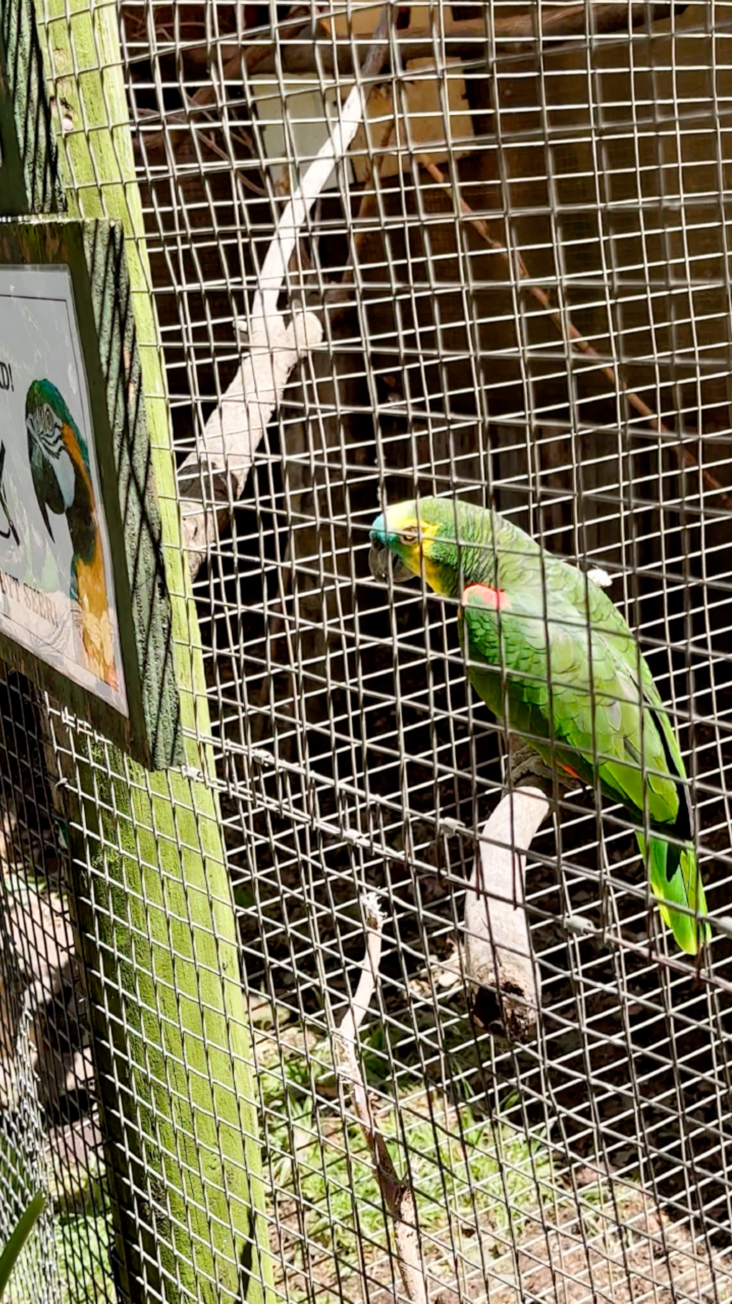 Попугай говорит Hi #ЮАР смотреть онлайн