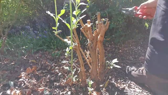 How to prune Buddleia смотреть онлайн