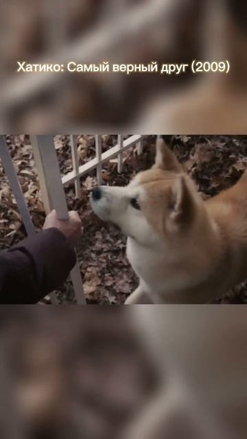 Хатико: Самый верный друг🥹 #фильмы #животные #shorts смотреть онлайн
