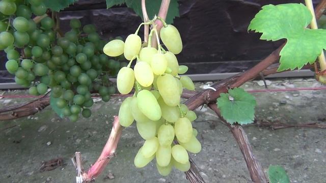 ВЫЗРЕВАНИЕ ЛОЗ. Есть ли СМЫСЛ в ПОДКОРМКАХ? Промежуточный результат смотреть онлайн