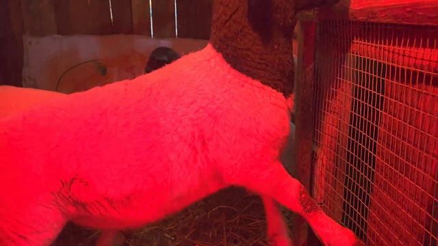 Ясли для Ягнят 🐑 Всё о Ягнятах ! (1 Часть ) #dorper #дорпер #ягнята #бараны смотреть онлайн