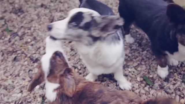 Вельш корги, австралийский хилер и русская борзая: 3 уникальных породы 🐾✨ смотреть онлайн