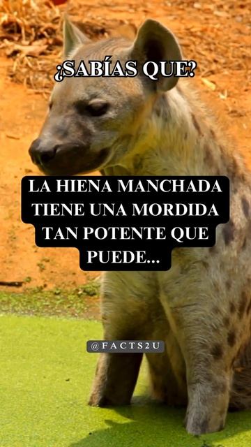 ¿Sabías que la hiena manchada tiene una mordida tan potente… #shorts #interestingfacts #subscribe смотреть онлайн