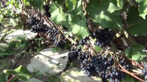 ч.1. Добрые советы начинающим виноградарям, 1-я серия