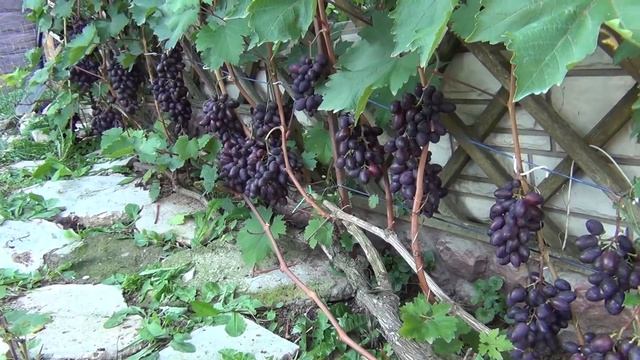 ч 3. ЧаВо. ОБРЕЗКА ВИНОГРАДА. МНОГОЛЕТНЯЯ ДРЕВЕСИНА: ПОЛЬЗА И ВРЕД. ЧАСТЫЕ ВОПРОСЫ. 3 я серия смотреть онлайн