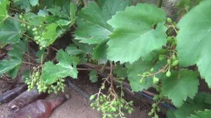 Август: СЕРАЯ ГНИЛЬ, и ОСЕННИЙ РАЦИОН для винограда