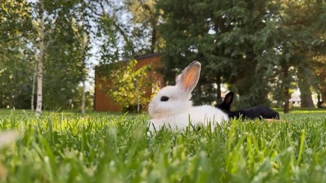 ANDREEFF CLUB 2 года