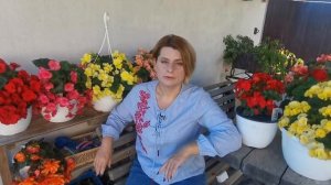 Бегония элатиор. Уход в домашних условиях