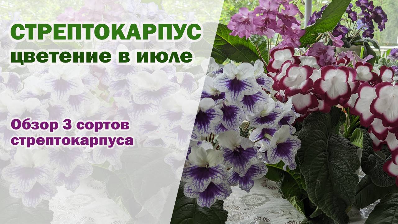 ЦВЕТЕНИЕ стрептокарпусов В ИЮЛЕ. Обзор трех сортов стрептокарпусов смотреть онлайн