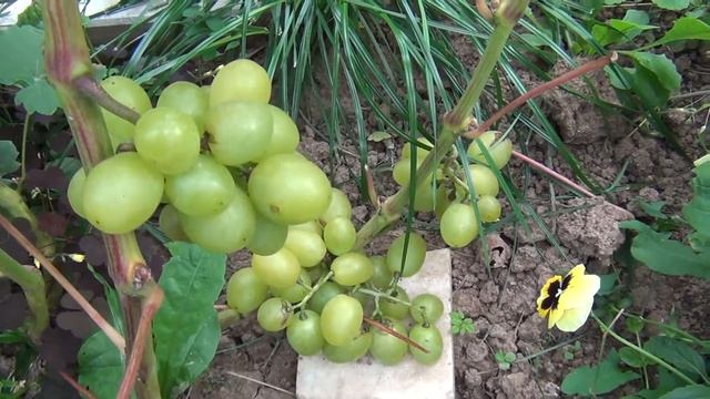 Велес. Зарница. Седой. Такие разные второгодки смотреть онлайн