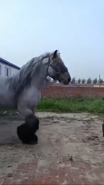 Очень большая и красивая лошадь.