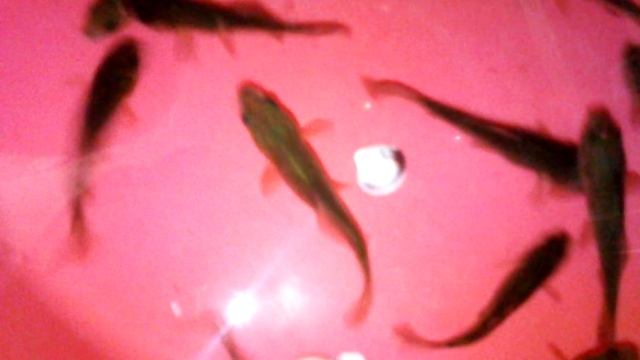 Рыбки караси смотреть онлайн