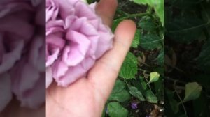 Роза Blue Romanesque ( Блю Романеско )