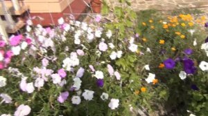 Винограду в Подмосковье третий год!  Отличный урожай!