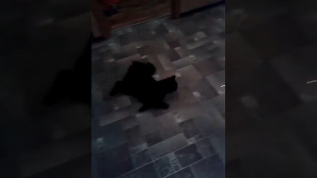 Пульт управления котом Мишей смотреть онлайн