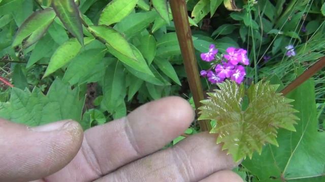 Чеканка, Пасынки и Зимующие Почки винограда. Сберечь и приумножить урожай смотреть онлайн