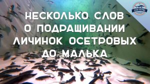 Несколько слов о подращивании личинок осетровых до малька