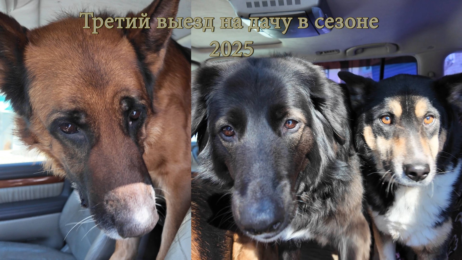 Третий выезд на дачу в сезоне 2025. Поливаем редиску смотреть онлайн