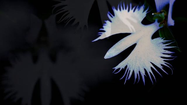 夢舞　サギソウ　White egret flower　癒しの風景 смотреть онлайн