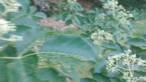 Tetradium Danielli. Bee Bee Tree