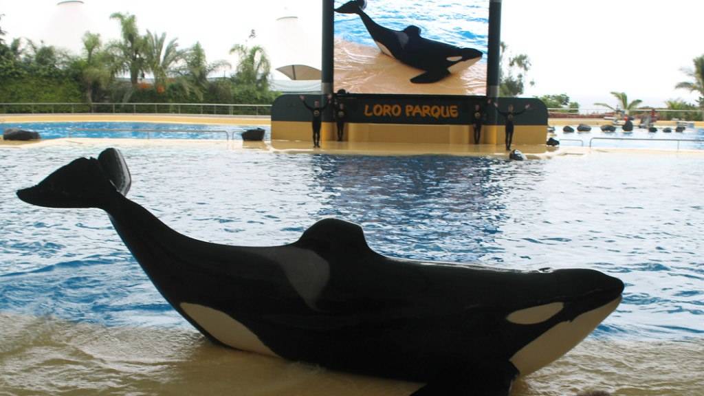 Ну вот такие мы и наши питомцы )))