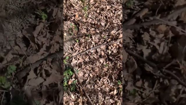 Самый простой способ посадить дерево. смотреть онлайн
