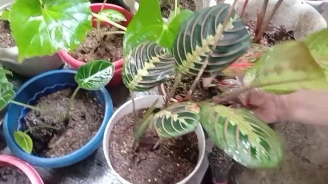 My Hanging Plants Collections and Repotting My plants. смотреть онлайн