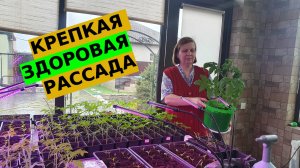 Супер крепкая рассада. Чтобы рассада не вытягивалась и была здоровой и крепкой.
