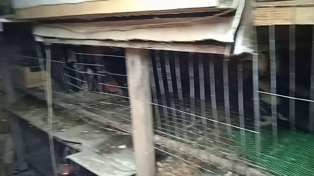 Догонялки! Селезни топчат уток! смотреть онлайн