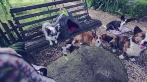 Игрушки для чихуахуа: чем развлекаются маленькие собачки 🎾🐕