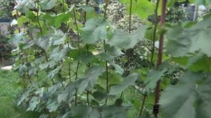 Защита винограда в июле. От чего и когда. 2 серия