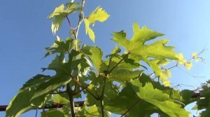 Работа с виноградом в конце июля и начале августа  Важное объявление