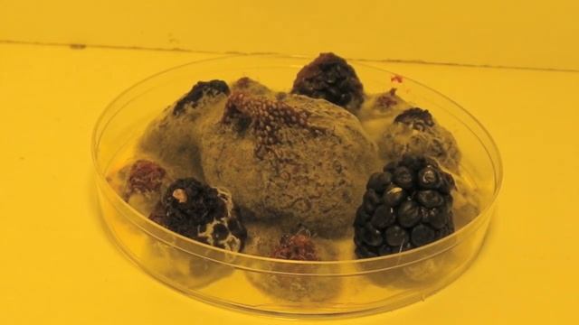 Strawberry, Blackberries and Raspberries Decomposing in a Petri Dish - Time-lapse смотреть онлайн