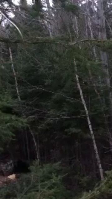 KILLSHOT archery bear hunt смотреть онлайн