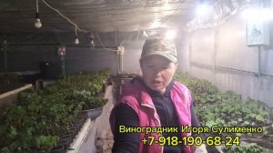 Кто живёт со мной в теплице?